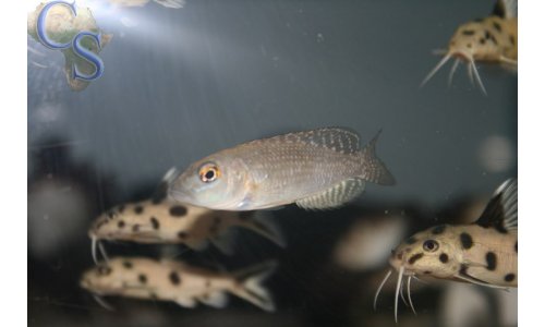 Lamprologus callipterus